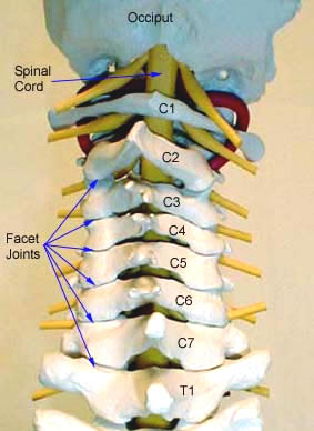 Cervical-facet-joints-posterior-view-copy.jpg